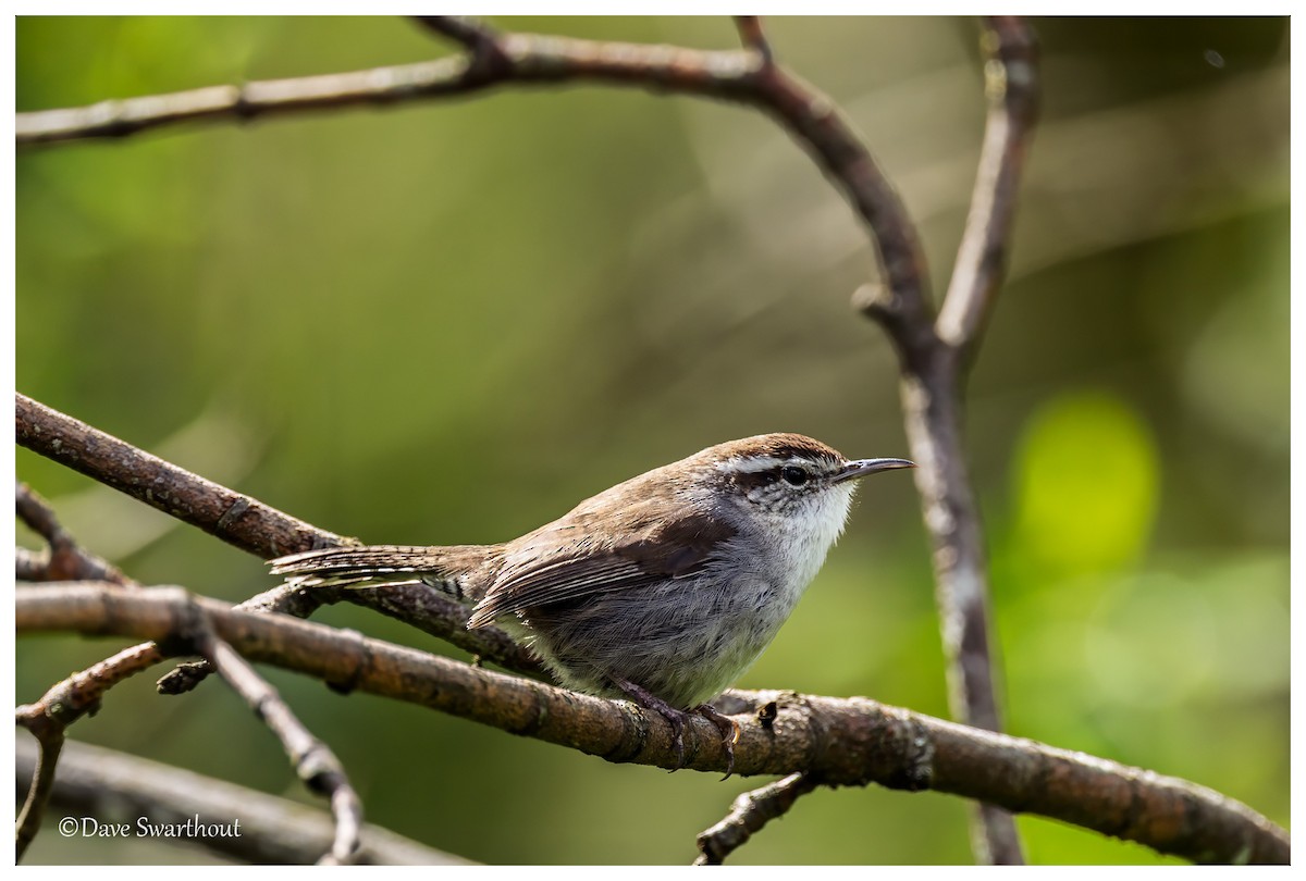 Bewick's Wren - ML633089735