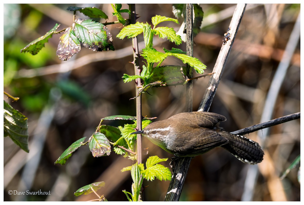 Bewick's Wren - ML633089736