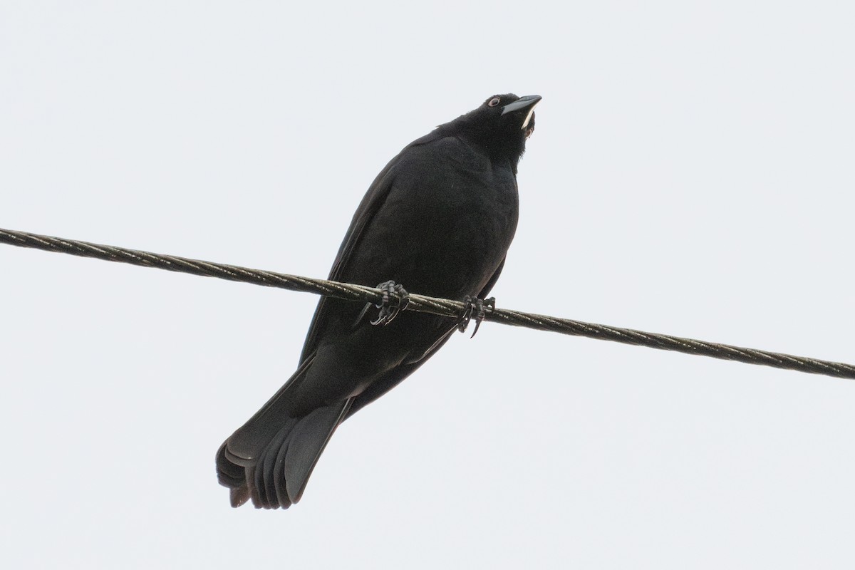 Giant Cowbird - ML633089754