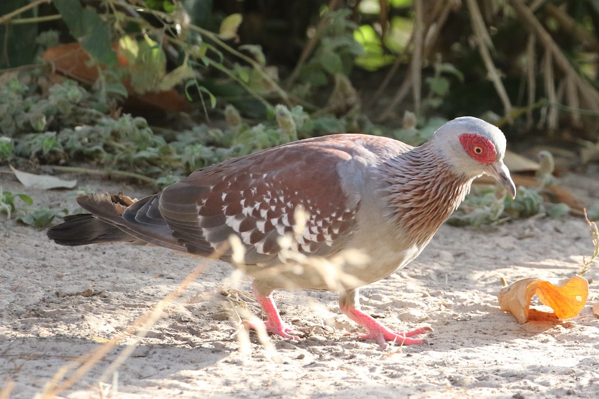 ウロコカワラバト - ML633089821
