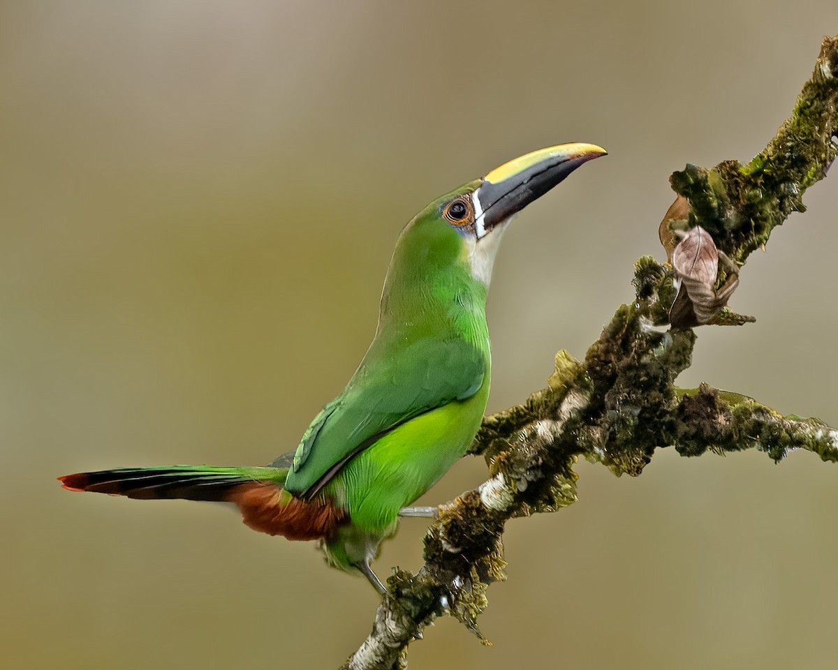 Southern Emerald-Toucanet - ML633089933