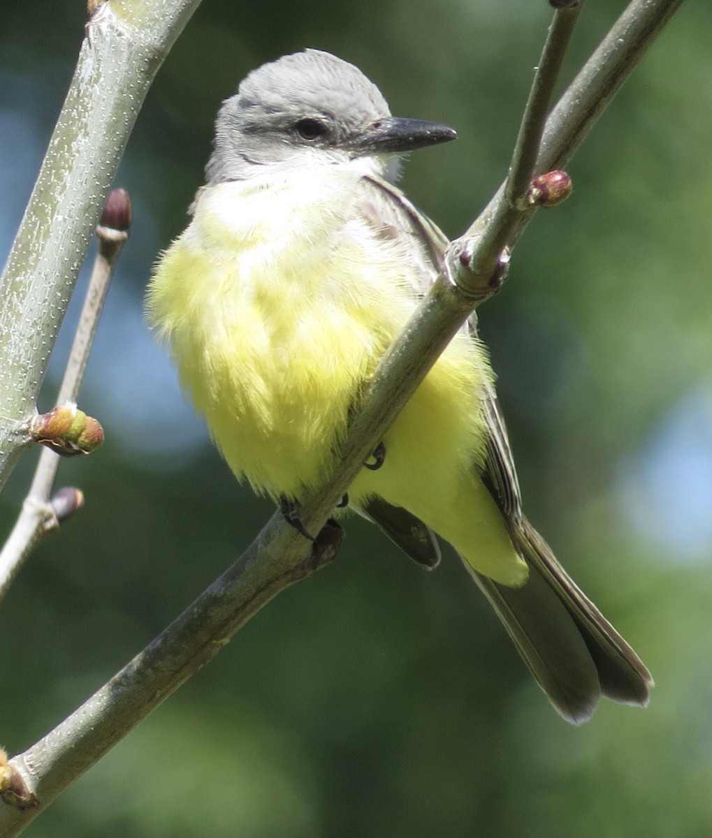 Tropical Kingbird - ML633090016