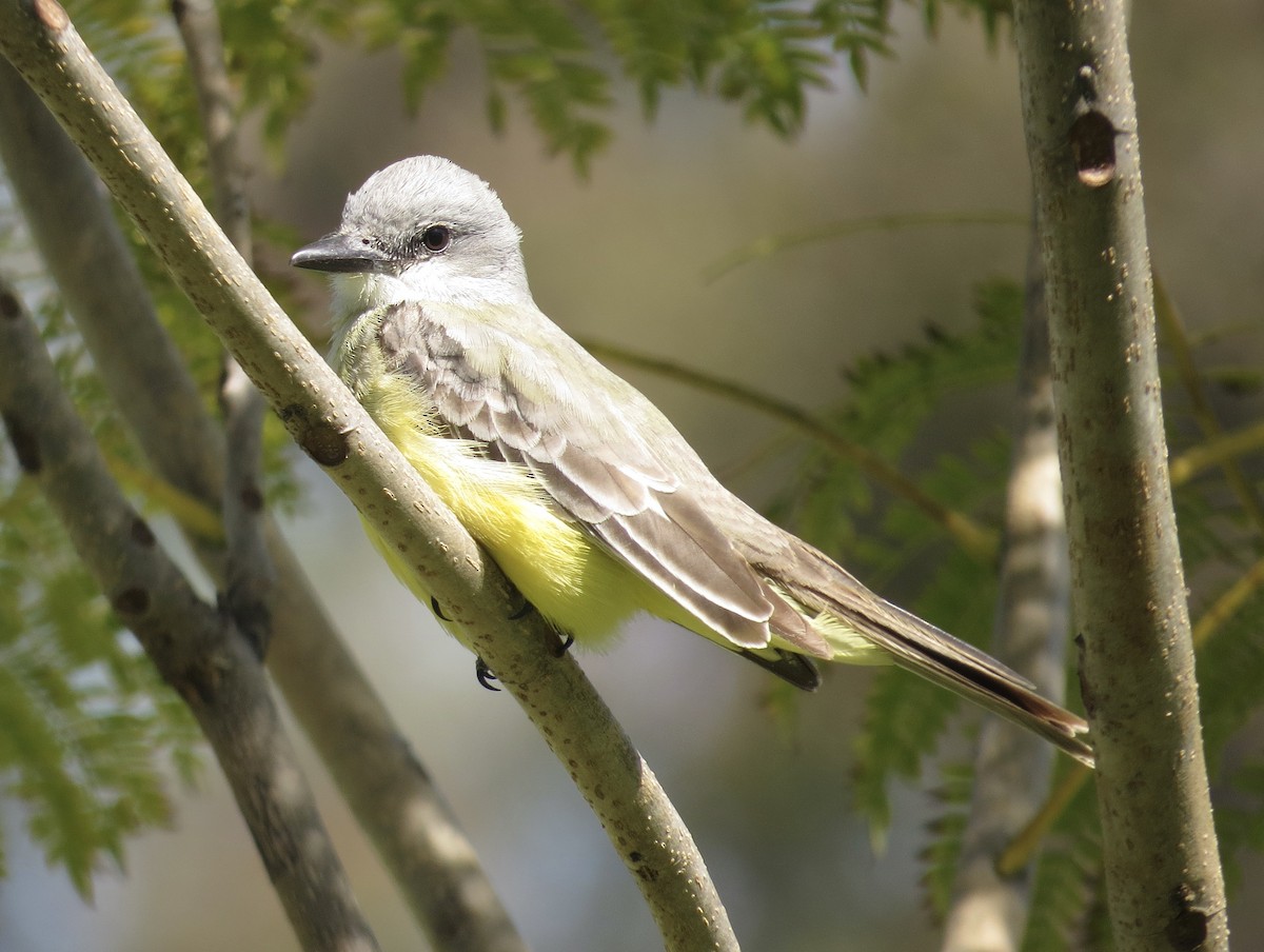 Tropical Kingbird - ML633090023