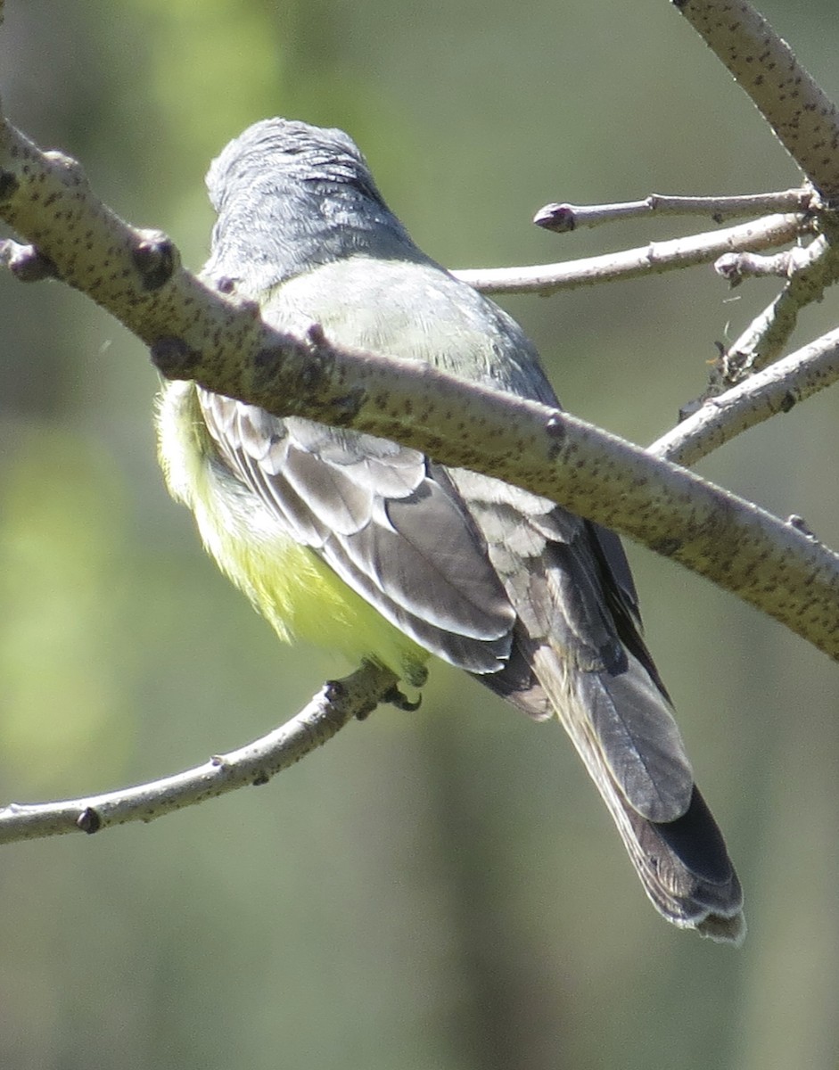 Tropical Kingbird - ML633090032
