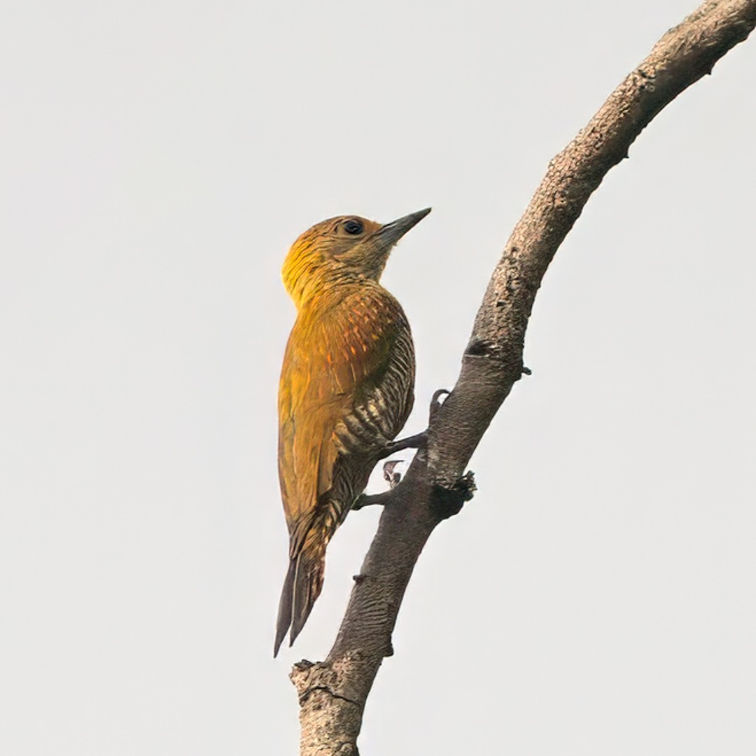 Red-stained Woodpecker - ML633090070