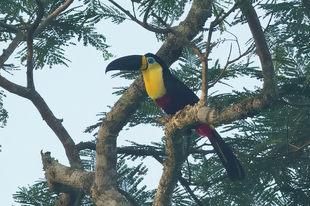 Channel-billed Toucan - ML633090078
