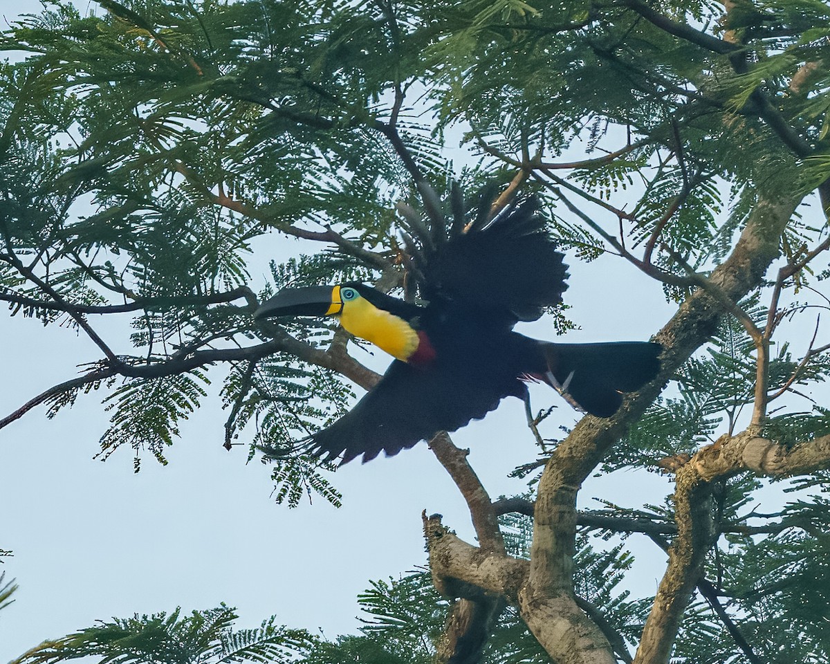 Channel-billed Toucan - ML633090081
