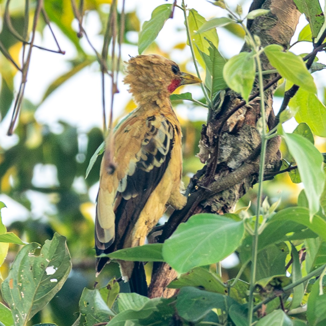 Cream-colored Woodpecker - ML633090094