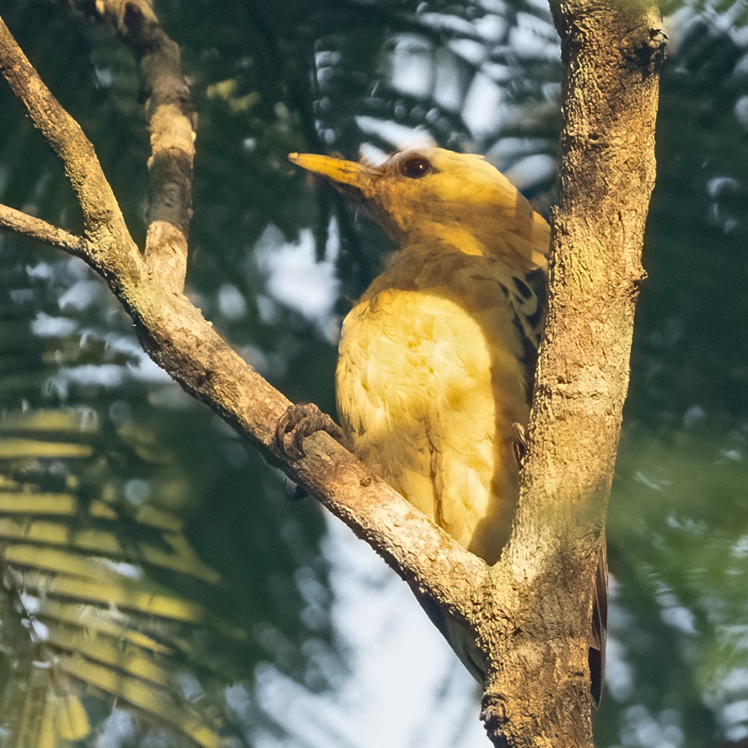 Cream-colored Woodpecker - ML633090096