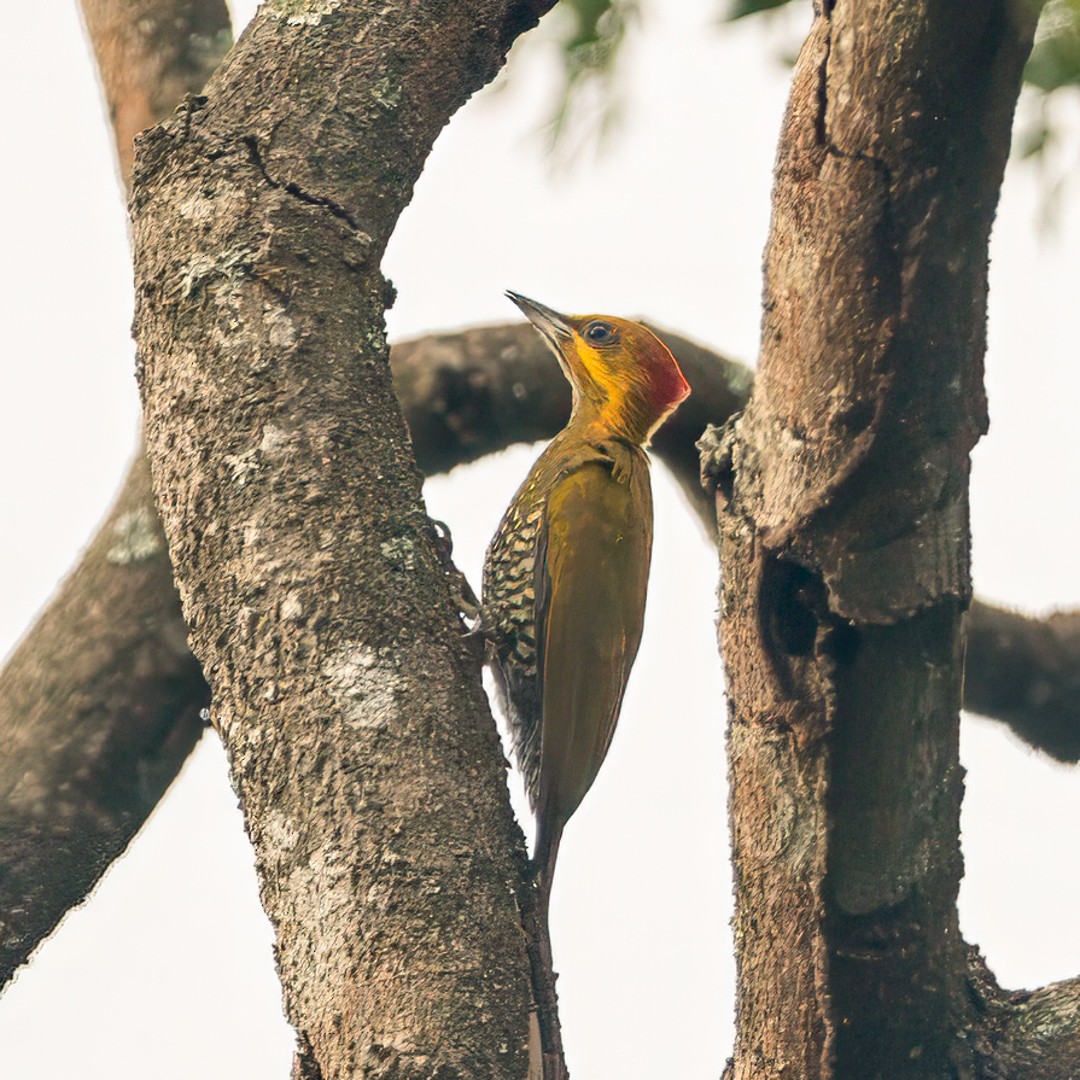 White-throated Woodpecker - ML633090106