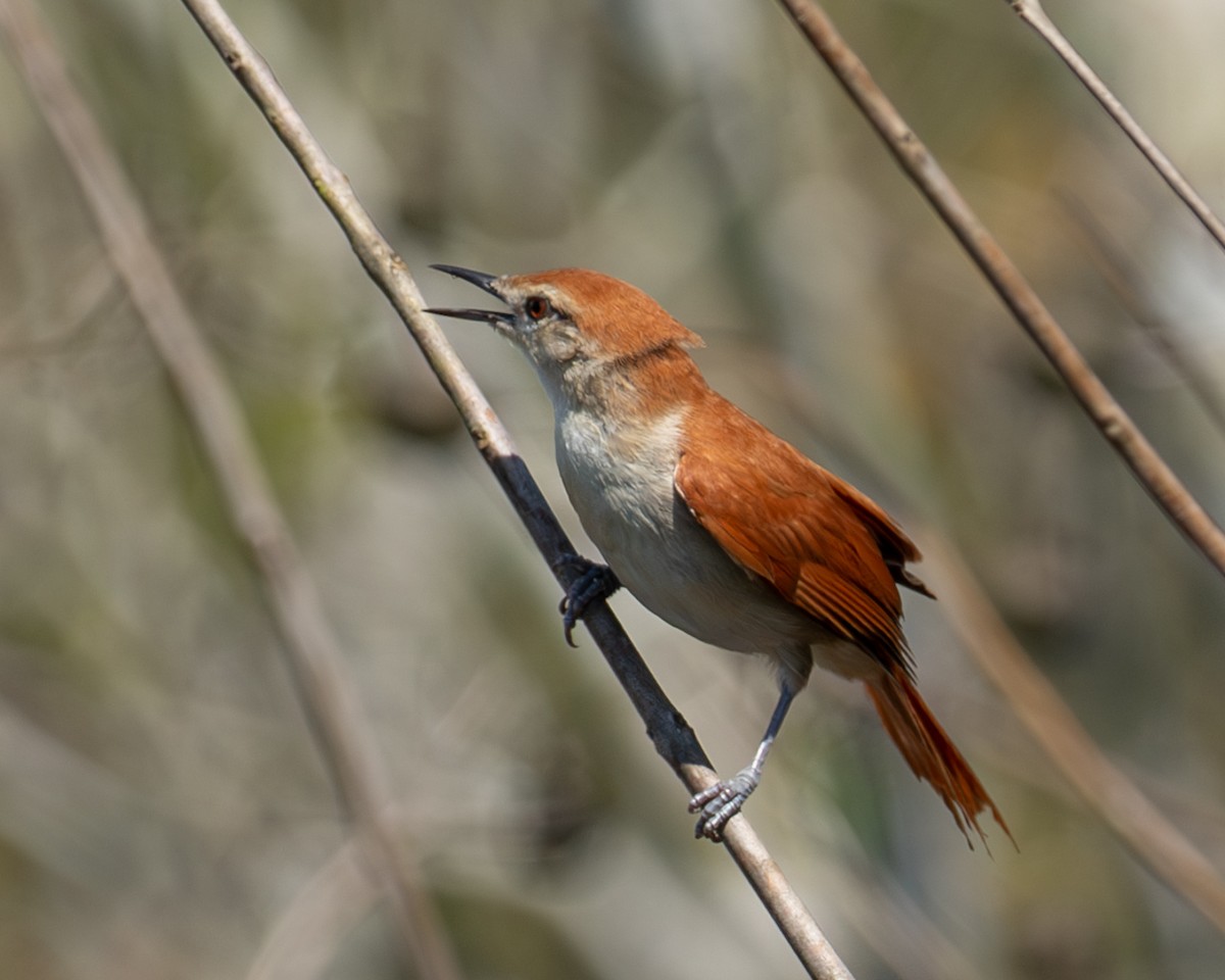 Tocantins Spinetail (undescribed form) - ML633090175
