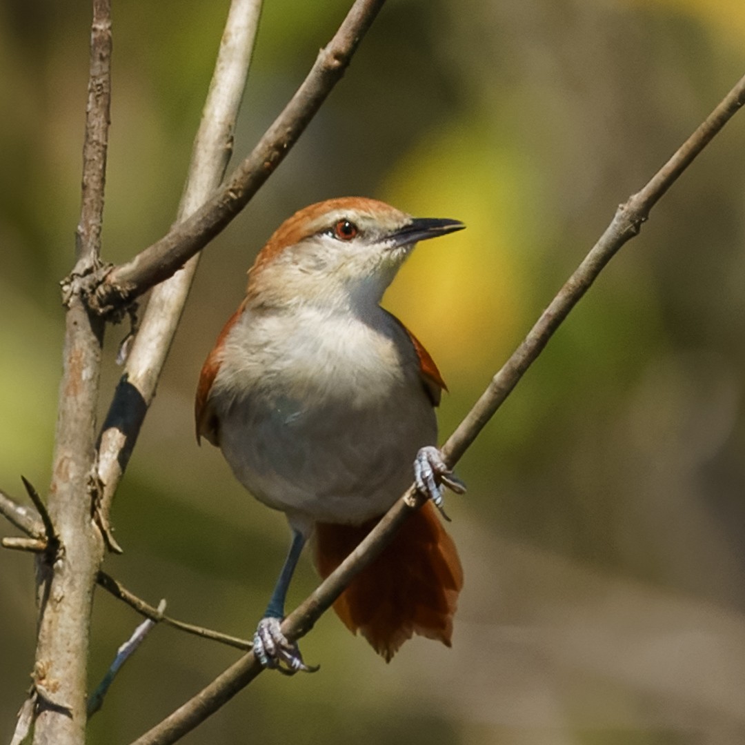 Tocantins Spinetail (undescribed form) - ML633090177
