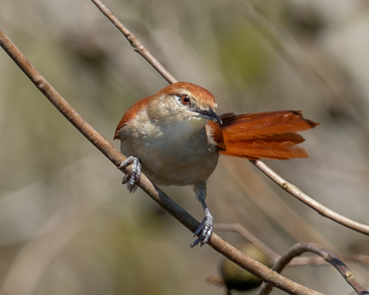 Tocantins Spinetail (undescribed form) - ML633090185