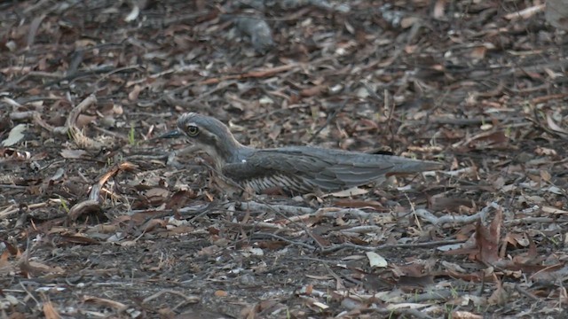 Bush Thick-knee - ML633090192