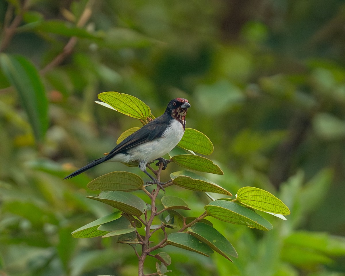 Crimson-fronted Cardinal (Araguaia) - ML633090224