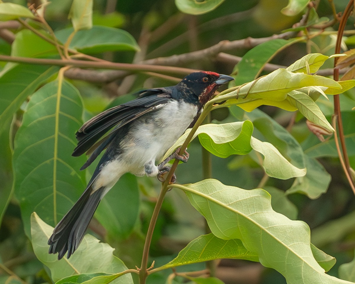 Crimson-fronted Cardinal (Araguaia) - ML633090227