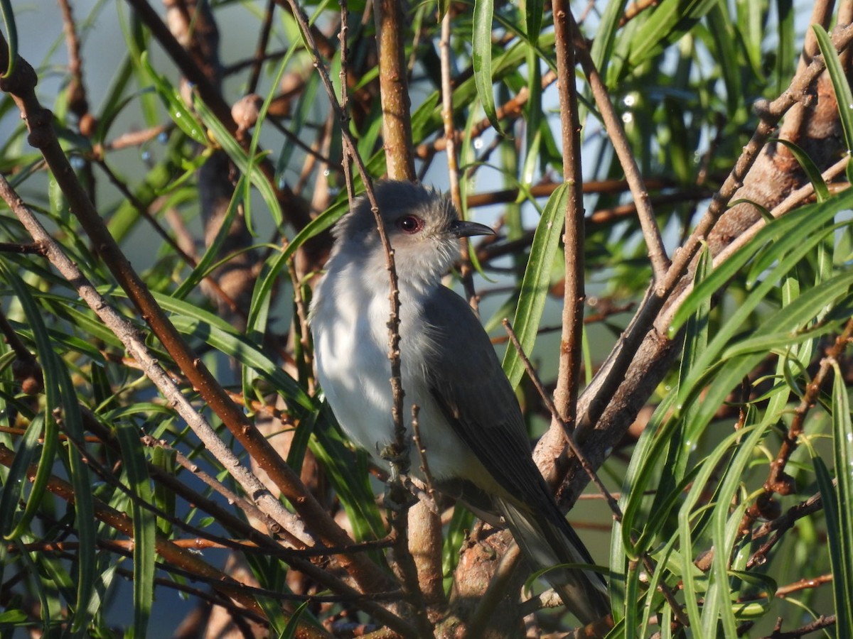 Ash-colored Cuckoo - ML633090305