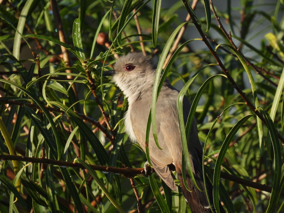 Ash-colored Cuckoo - ML633090306
