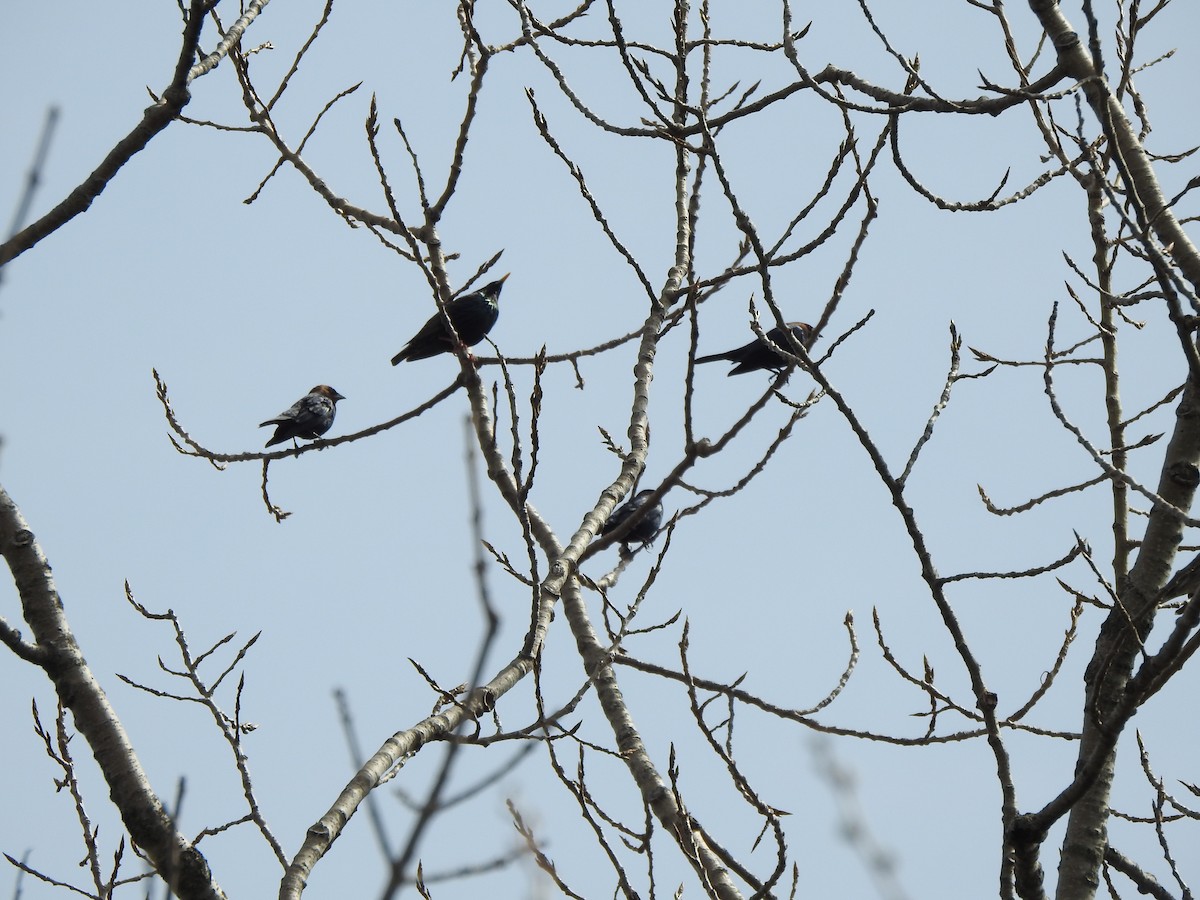 Brown-headed Cowbird - ML633090614
