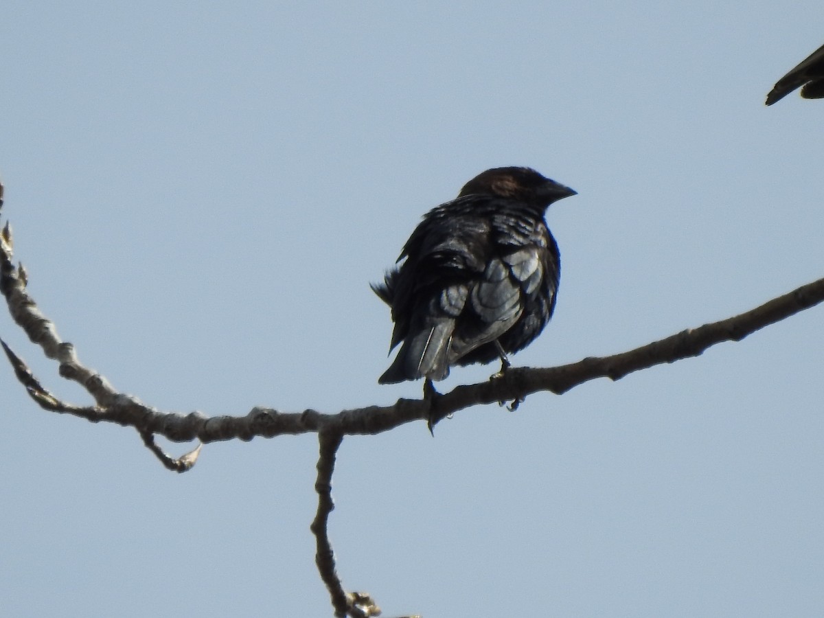 Brown-headed Cowbird - ML633090615