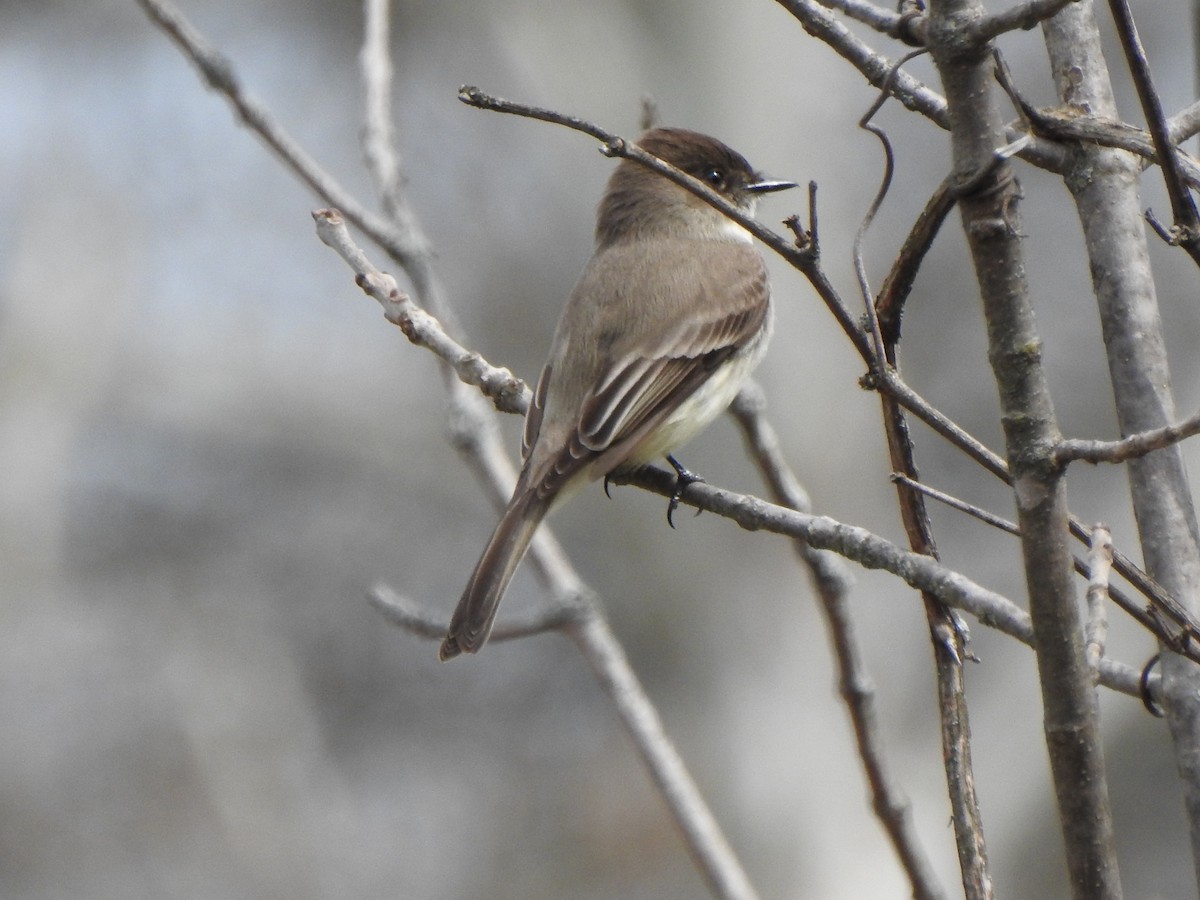 Eastern Phoebe - ML633090701