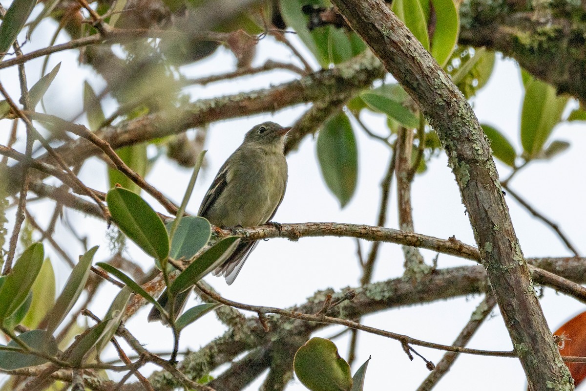 Mountain Elaenia - ML633090792