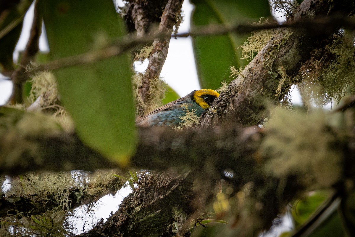 Saffron-crowned Tanager - ML633090818