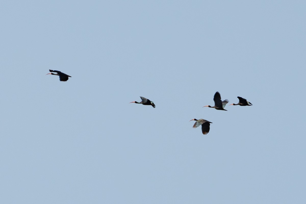 ibis tmavý - ML633090837