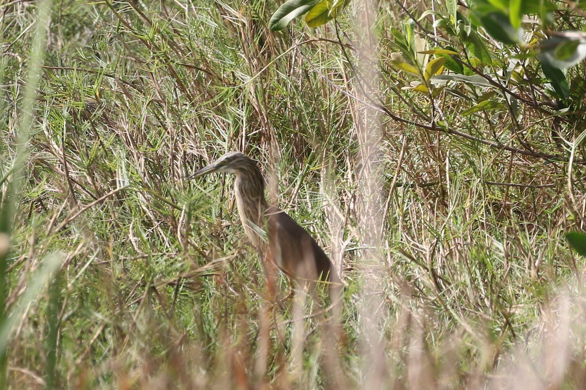 Squacco Heron - ML633091030