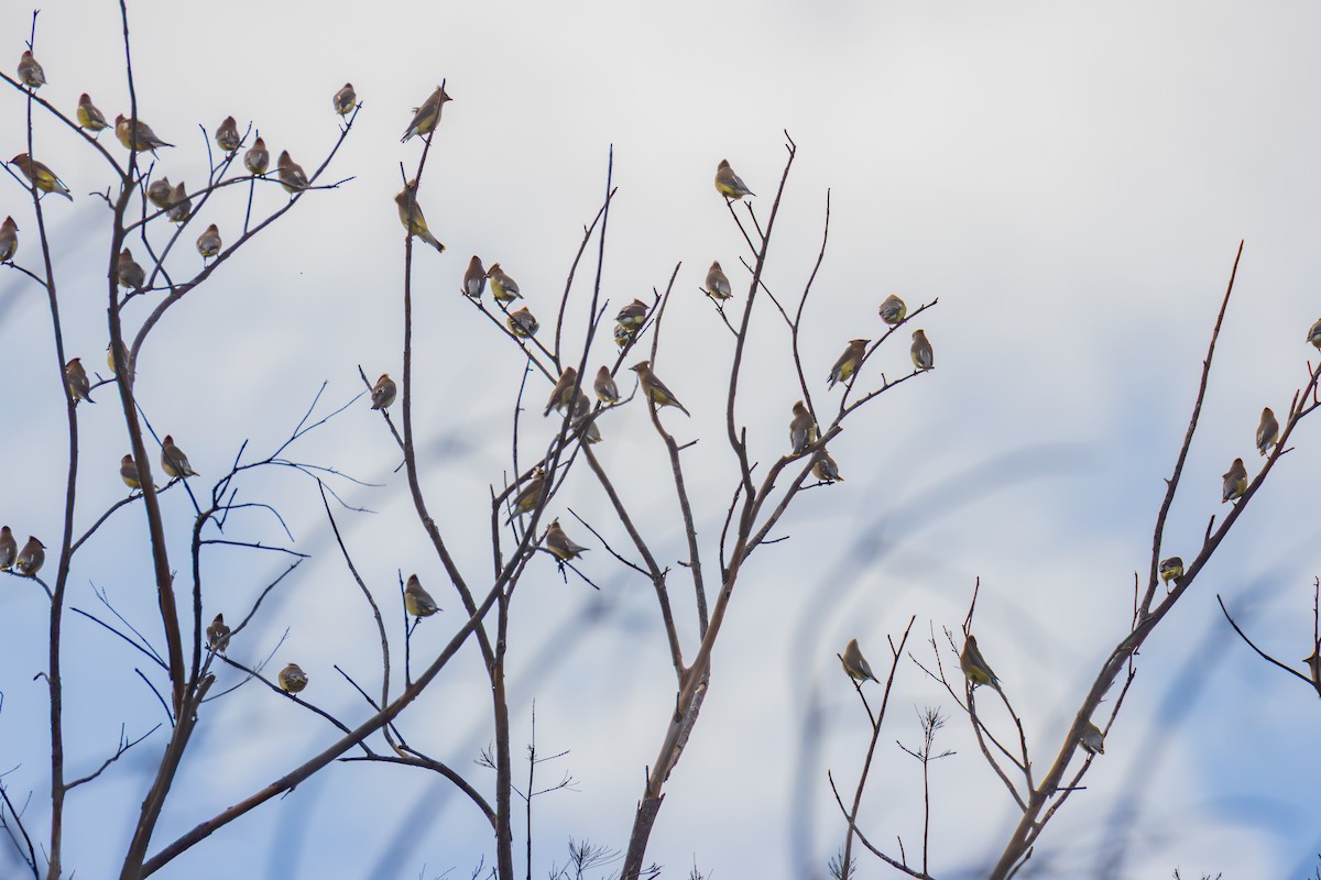 Cedar Waxwing - ML633091042