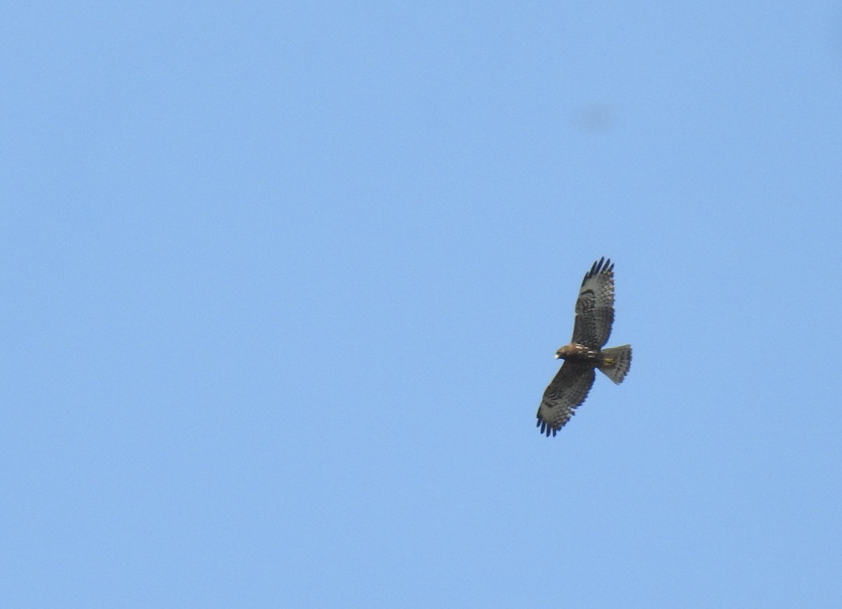 Short-tailed Hawk - ML633091126