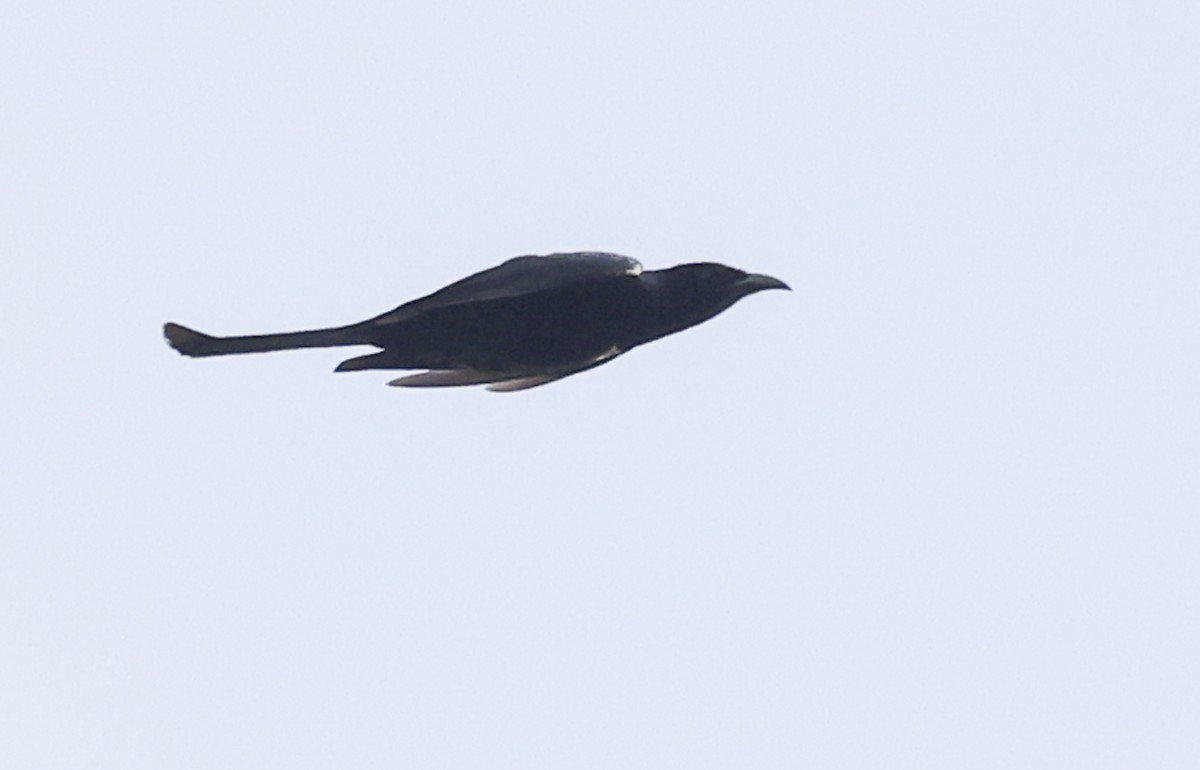 Hair-crested Drongo (Hair-crested) - ML633091141
