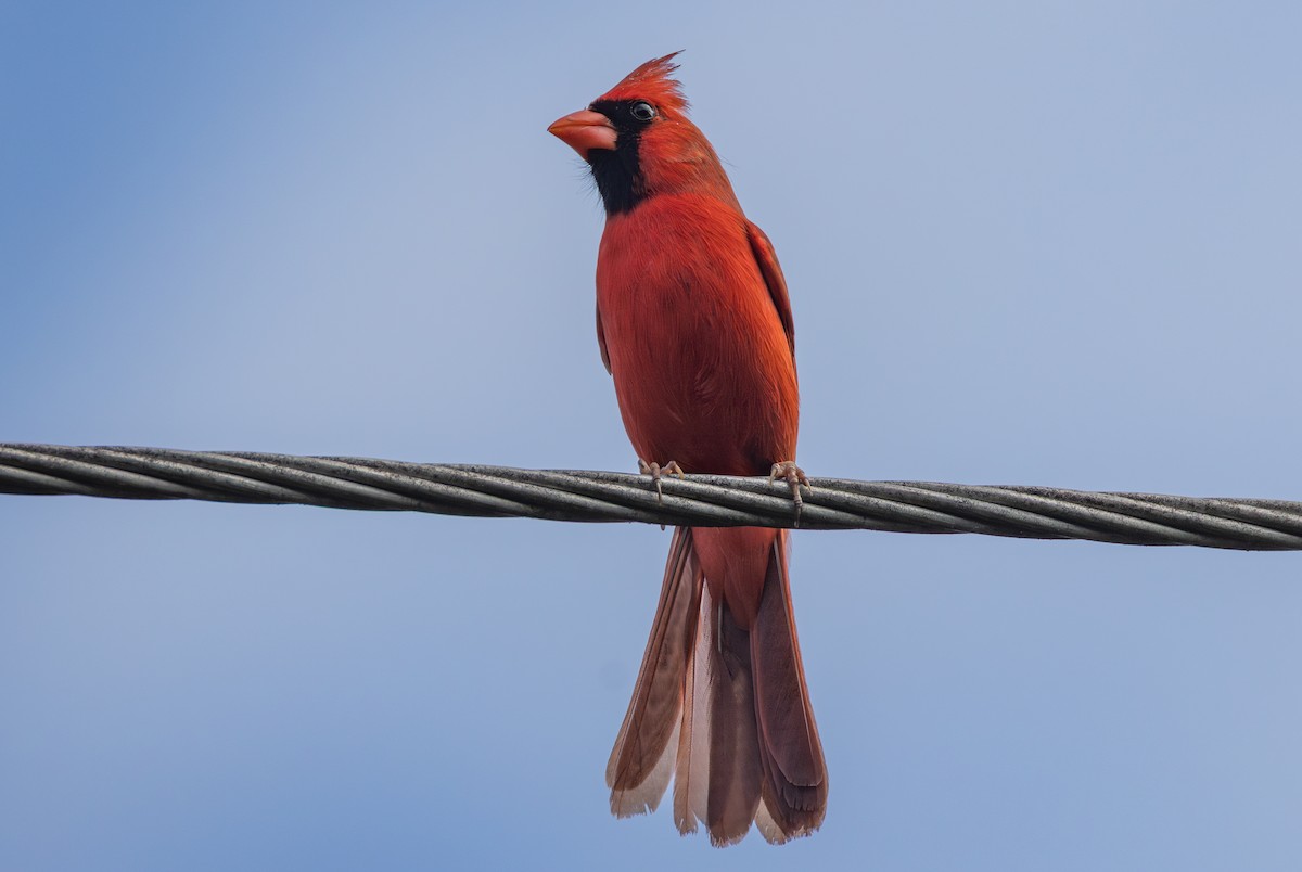 Northern Cardinal - ML633091226