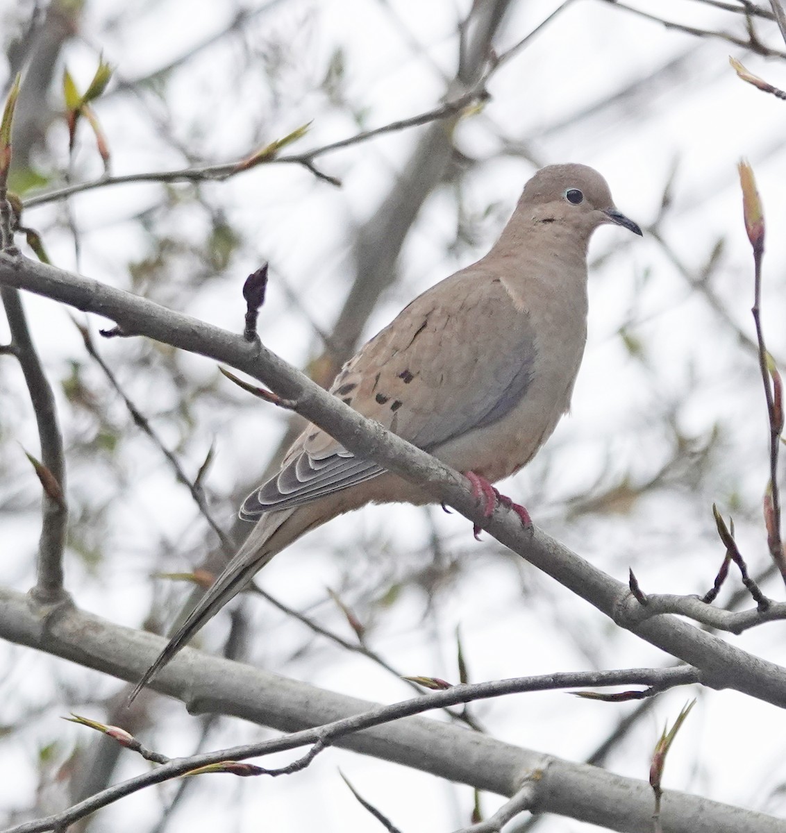Mourning Dove - ML633091389