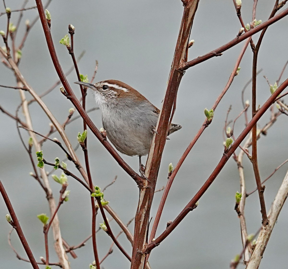 Bewick's Wren - ML633091410