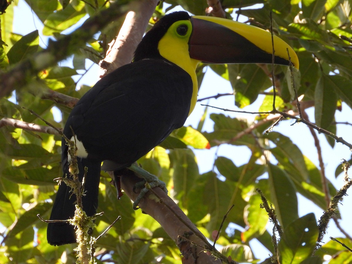 Yellow-throated Toucan - ML633091548