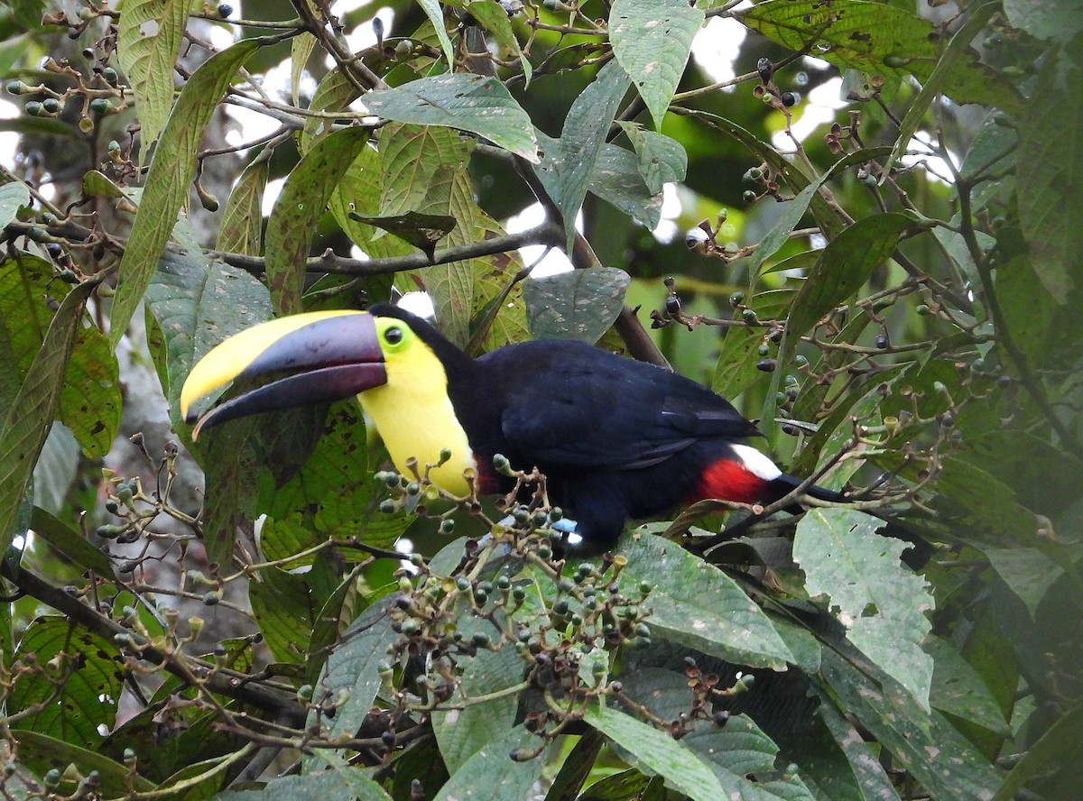 Yellow-throated Toucan - ML633091554