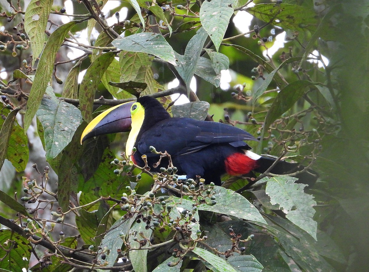 Yellow-throated Toucan - ML633091557