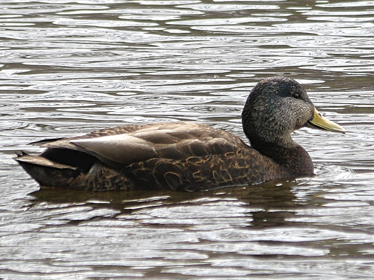 Mallard x American Black Duck (hybrid) - ML633091769
