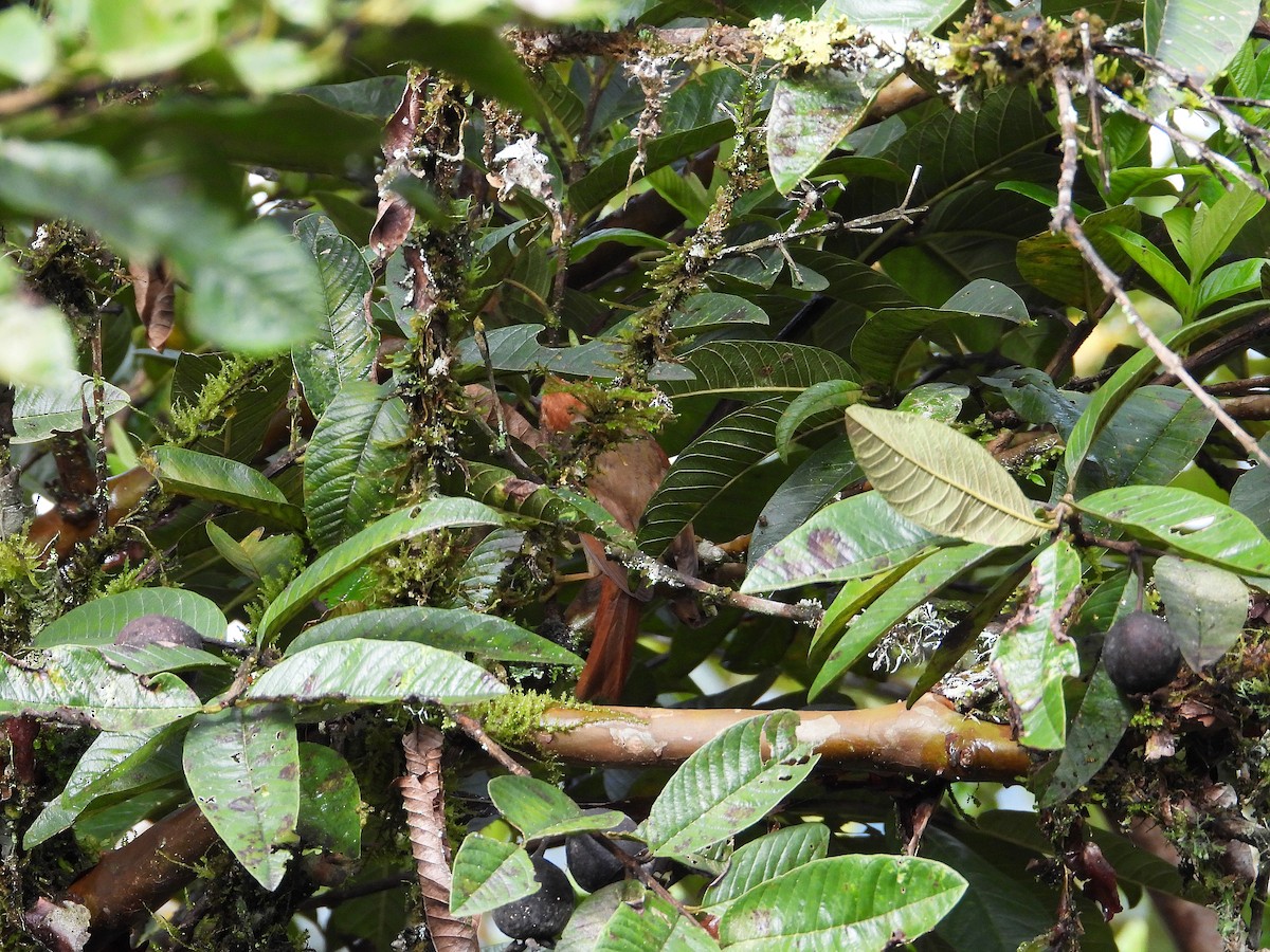 Red-faced Spinetail - ML633091815