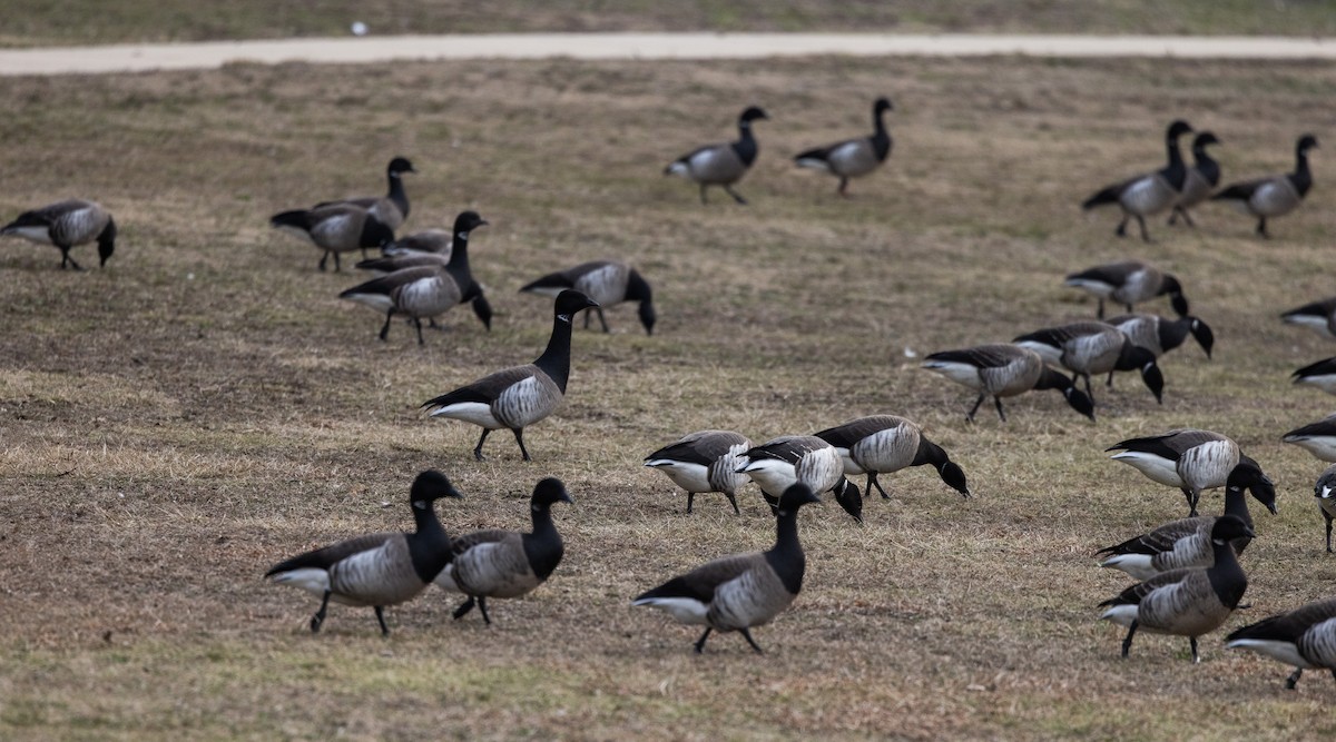 Brant (Atlantic) - ML633091917