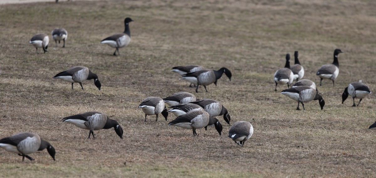 Brant (Atlantic) - ML633091921