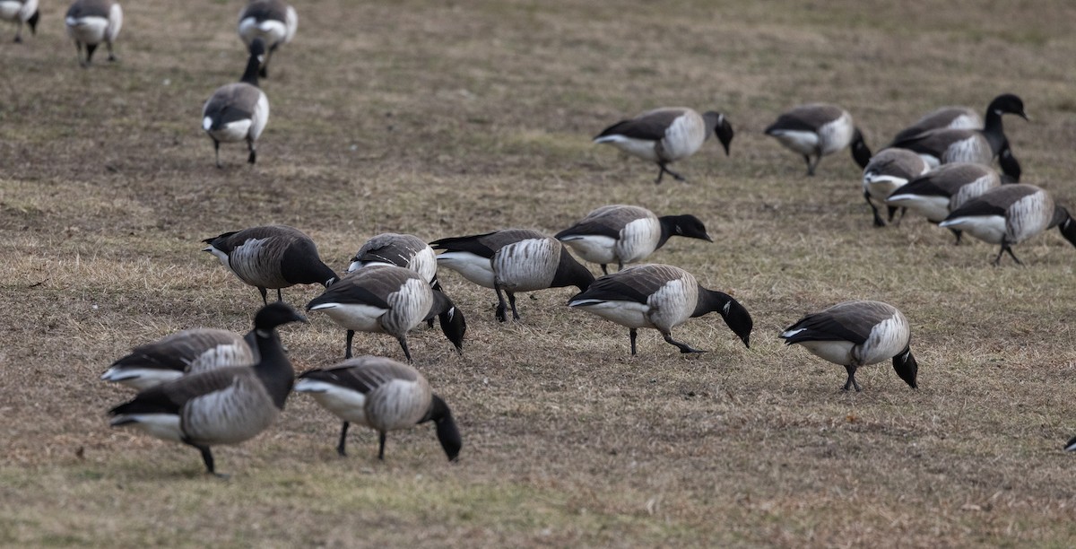 Brant (Atlantic) - ML633091922
