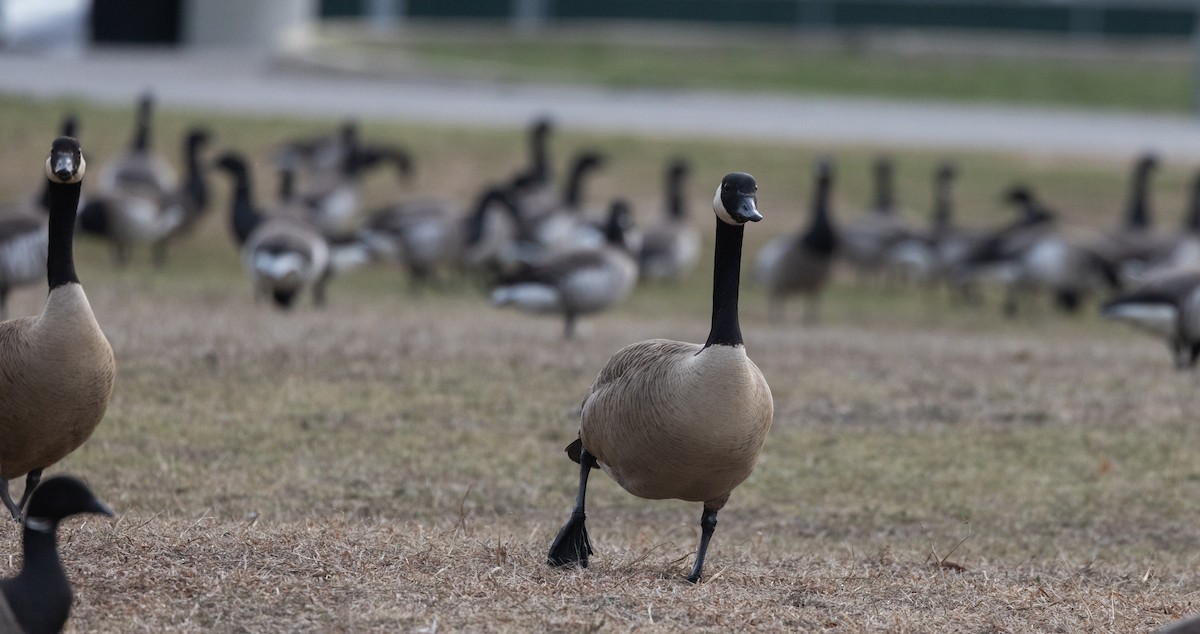 Canada Goose - ML633091927
