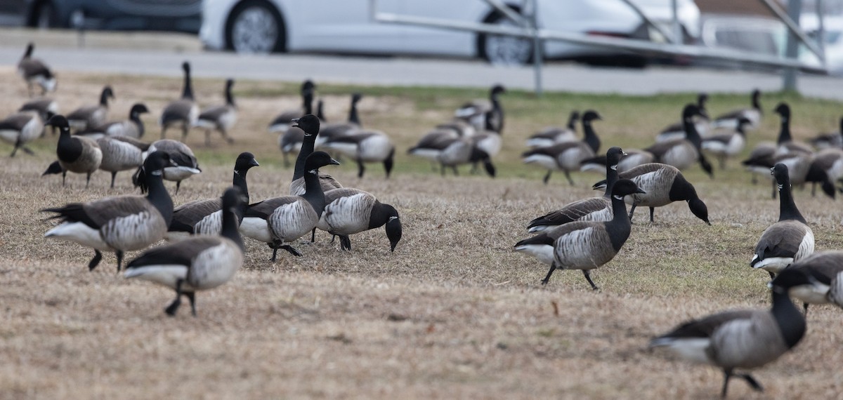 Brant (Atlantic) - ML633091940