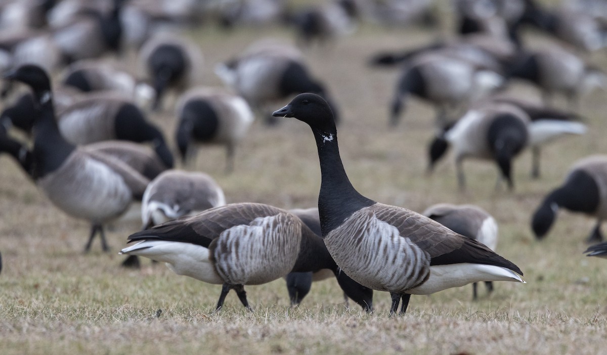 Brant (Atlantic) - ML633091941