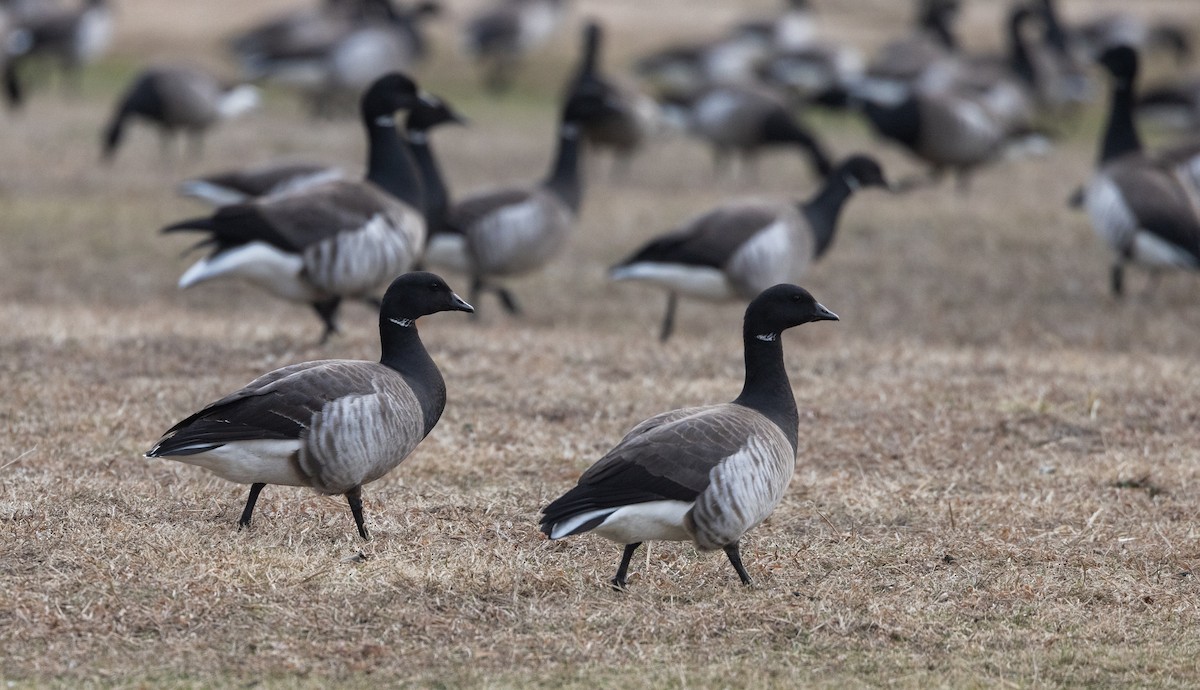 Brant (Atlantic) - ML633091942