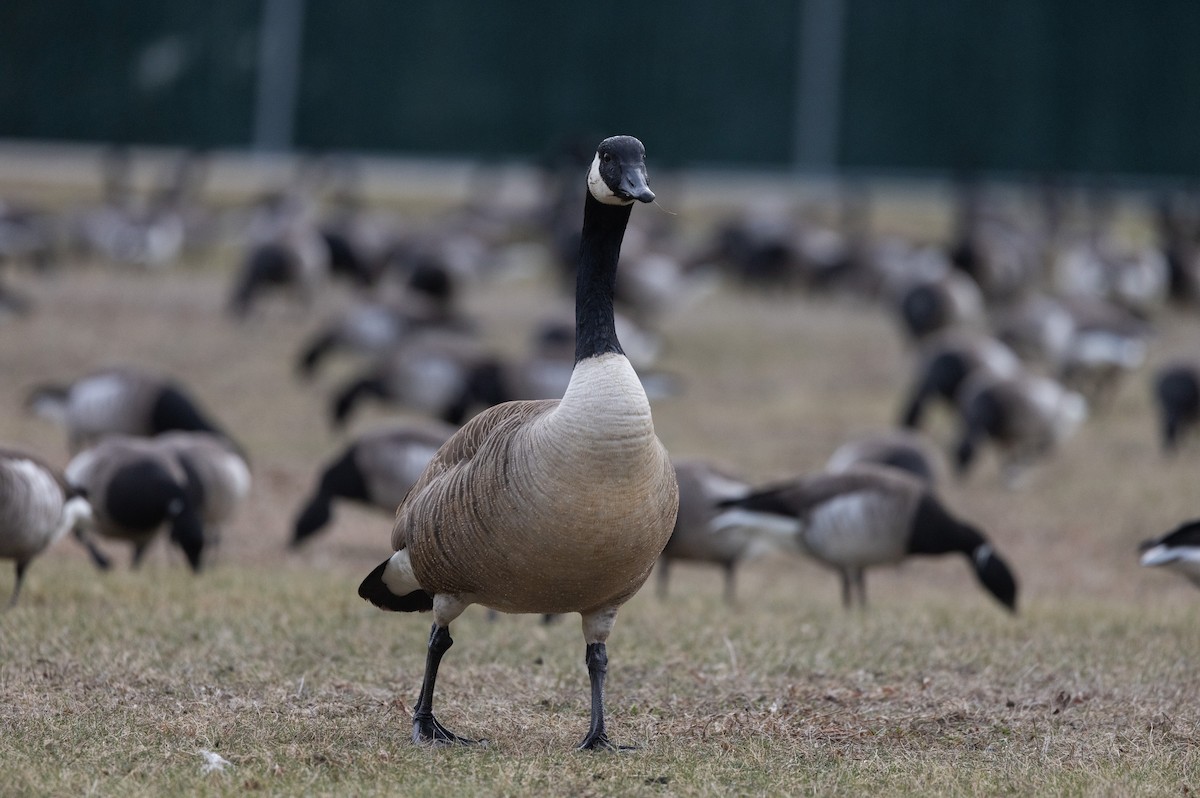 Canada Goose - ML633091944