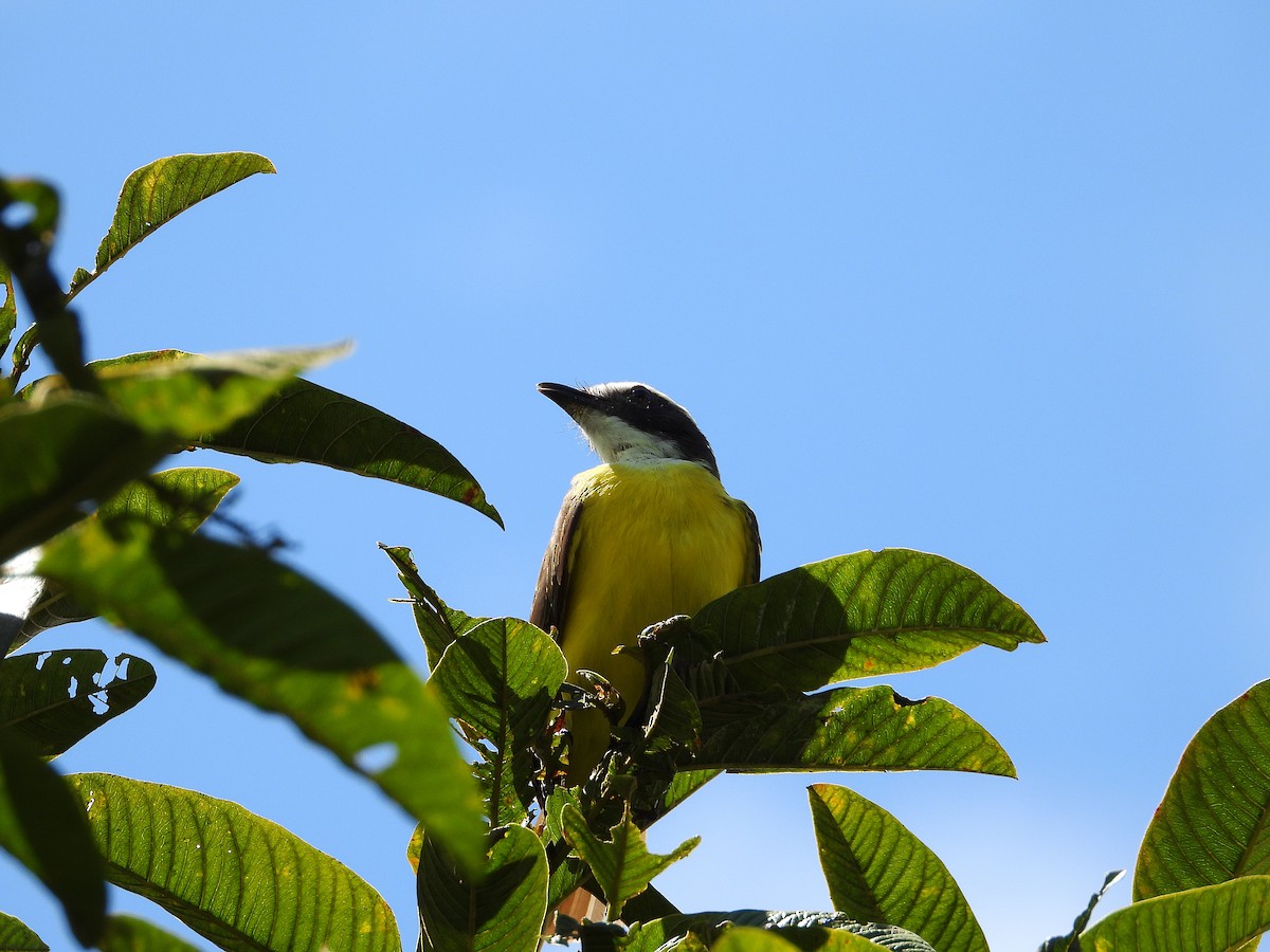Rusty-margined Flycatcher - ML633091949