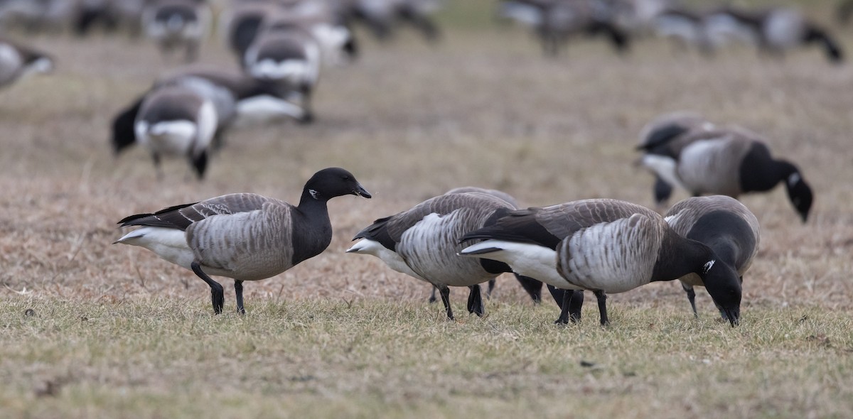 Brant (Atlantic) - ML633091952